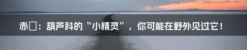 赤瓟:葫芦科的“小精灵”,你可能在野外见过它!