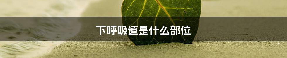 下呼吸道是什么部位