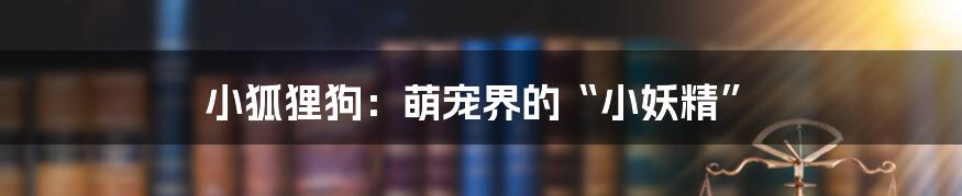 小狐狸狗:萌宠界的“小妖精”