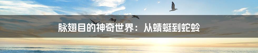 脉翅目的神奇世界：从蜻蜓到蛇蛉