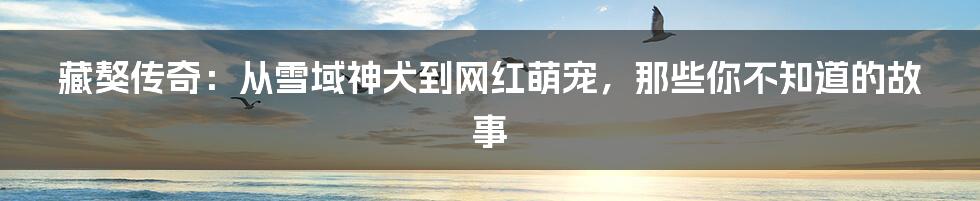 藏獒传奇:从雪域神犬到网红萌宠,那些你不知道的故事