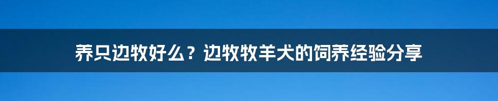 养只边牧好么?边牧牧羊犬的饲养经验分享