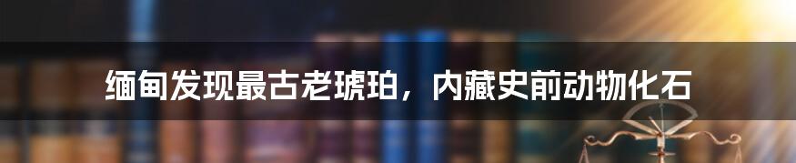 缅甸发现最古老琥珀，内藏史前动物化石