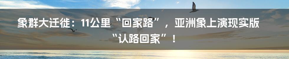 象群大迁徙:11公里“回家路”,亚洲象上演现实版“认路回家”!