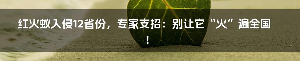 红火蚁入侵12省份,专家支招:别让它“火”遍全国!