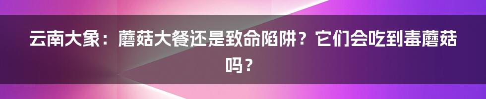 云南大象:蘑菇大餐还是致命陷阱?它们会吃到毒蘑菇吗?