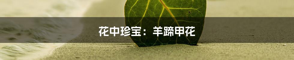 花中珍宝:羊蹄甲花