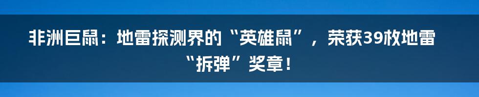 非洲巨鼠:地雷探测界的“英雄鼠”,荣获39枚地雷“拆弹”奖章!