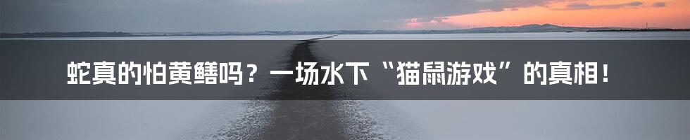 蛇真的怕黄鳝吗?一场水下“猫鼠游戏”的真相!