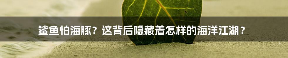 鲨鱼怕海豚?这背后隐藏着怎样的海洋江湖?