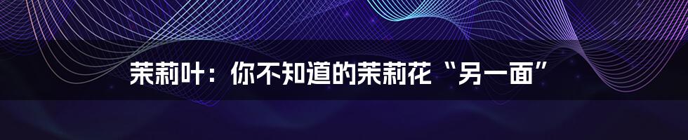 茉莉叶:你不知道的茉莉花“另一面”