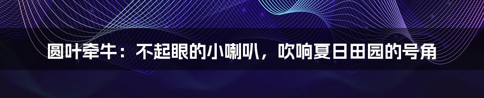 圆叶牵牛:不起眼的小喇叭,吹响夏日田园的号角