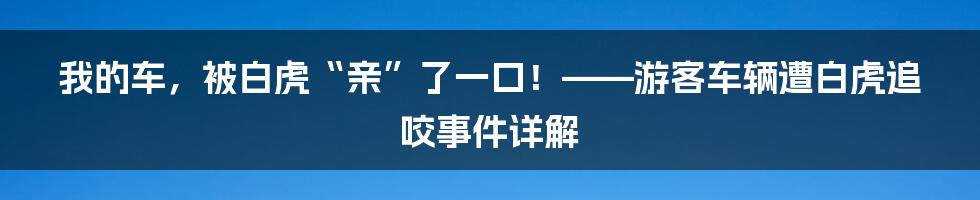 我的车,被白虎“亲”了一口!——游客车辆遭白虎追咬事件详解