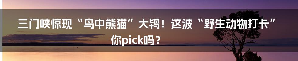 三门峡惊现“鸟中熊猫”大鸨!这波“野生动物打卡”你pick吗?