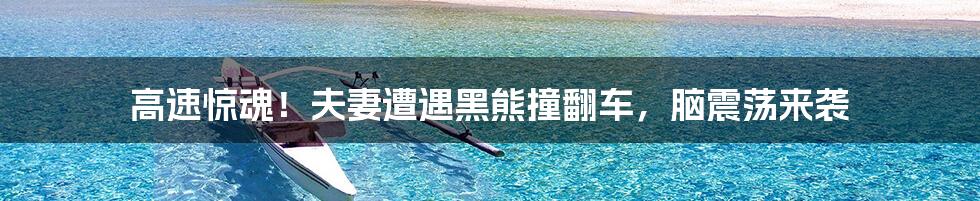 高速惊魂!夫妻遭遇黑熊撞翻车,脑震荡来袭