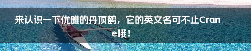 来认识一下优雅的丹顶鹤,它的英文名可不止Crane哦!
