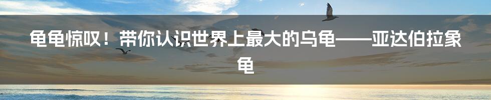 龟龟惊叹！带你认识世界上最大的乌龟——亚达伯拉象龟