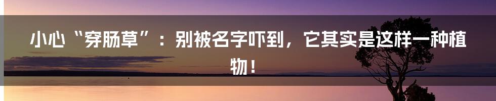 小心“穿肠草”:别被名字吓到,它其实是这样一种植物!