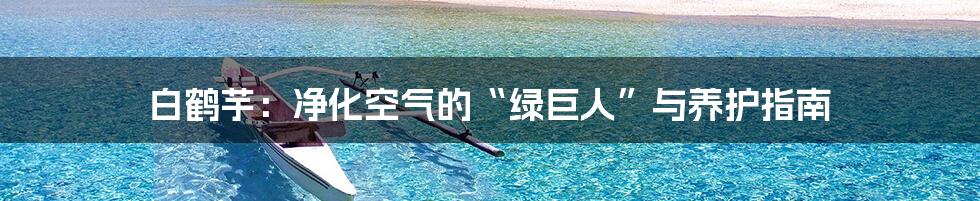 白鹤芋:净化空气的“绿巨人”与养护指南