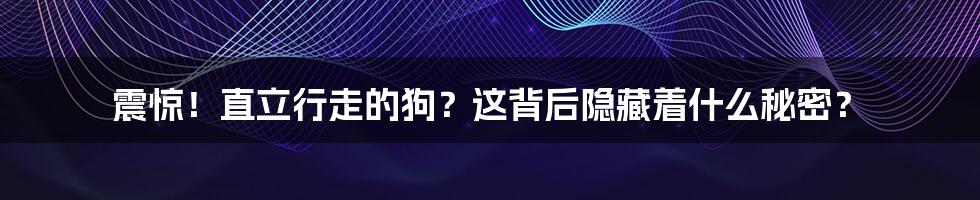 震惊!直立行走的狗?这背后隐藏着什么秘密?