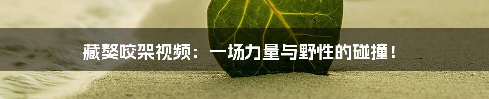 藏獒咬架视频：一场力量与野性的碰撞！