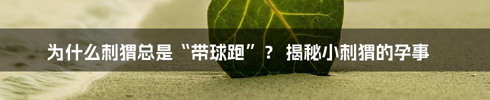 为什么刺猬总是“带球跑”? 揭秘小刺猬的孕事
