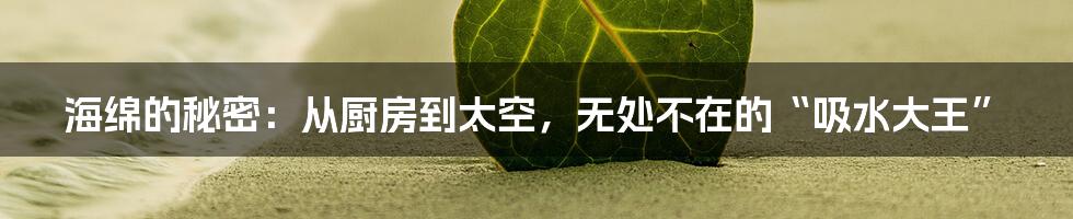海绵的秘密：从厨房到太空，无处不在的“吸水大王”
