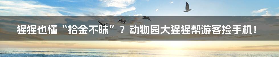 猩猩也懂“拾金不昧”？动物园大猩猩帮游客捡手机！