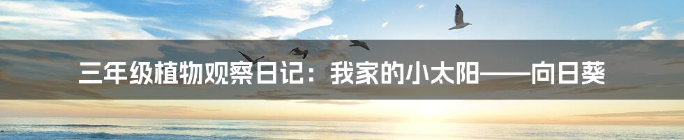 三年级植物观察日记:我家的小太阳——向日葵