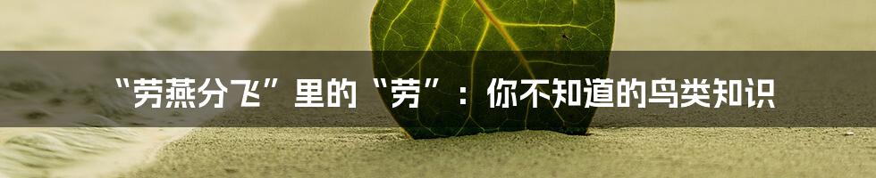 “劳燕分飞”里的“劳”：你不知道的鸟类知识