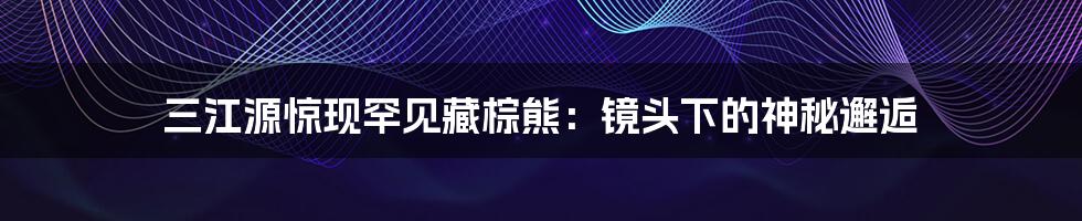 三江源惊现罕见藏棕熊:镜头下的神秘邂逅