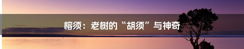 榕须:老树的“胡须”与神奇
