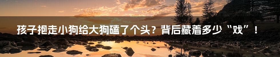 孩子抱走小狗给大狗磕了个头?背后藏着多少“戏”!