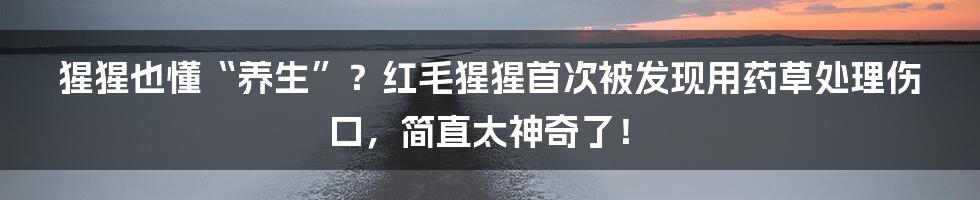 猩猩也懂“养生”?红毛猩猩首次被发现用药草处理伤口,简直太神奇了!