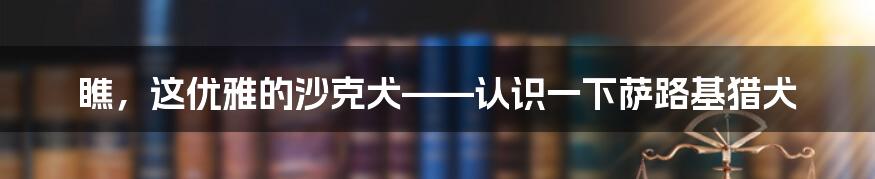 瞧,这优雅的沙克犬——认识一下萨路基猎犬