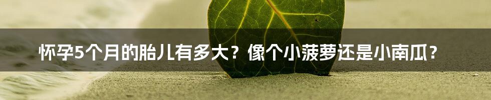 怀孕5个月的胎儿有多大?像个小菠萝还是小南瓜?