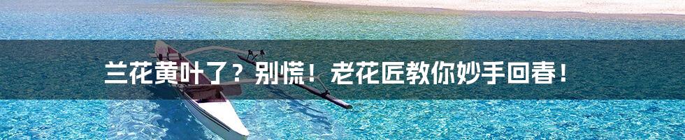 兰花黄叶了?别慌!老花匠教你妙手回春!