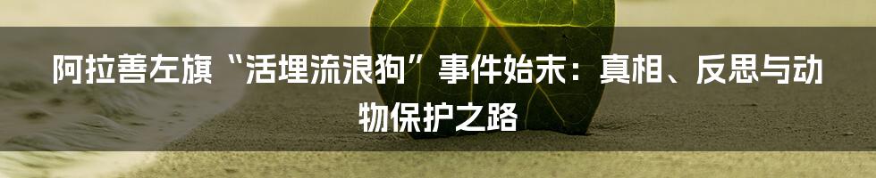 阿拉善左旗“活埋流浪狗”事件始末：真相、反思与动物保护之路