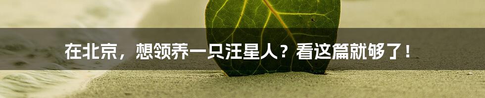 在北京，想领养一只汪星人？看这篇就够了！
