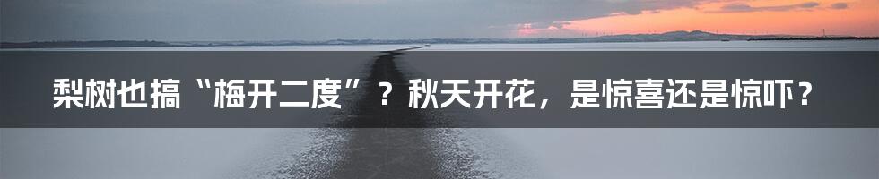 梨树也搞“梅开二度”?秋天开花,是惊喜还是惊吓?