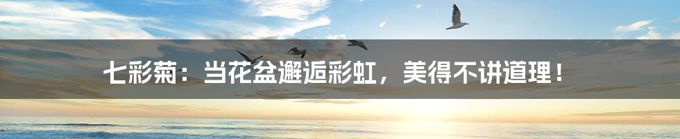 七彩菊:当花盆邂逅彩虹,美得不讲道理!