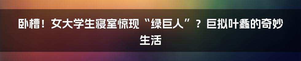 卧槽!女大学生寝室惊现“绿巨人”?巨拟叶螽的奇妙生活