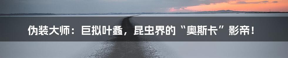 伪装大师：巨拟叶螽，昆虫界的“奥斯卡”影帝！