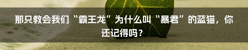 那只教会我们“霸王龙”为什么叫“暴君”的蓝猫，你还记得吗？